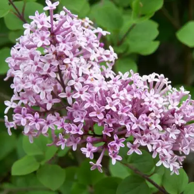 Сирень ПАЛИБИН  в Слуцке