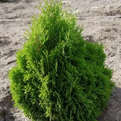 Туя МИКИ западная в Слуцке