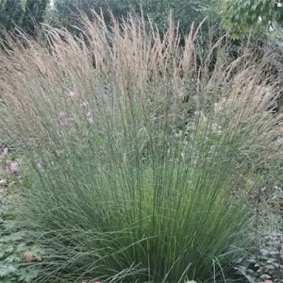 Молиния ХАЙДЕБРАУТ голубая в Слуцке