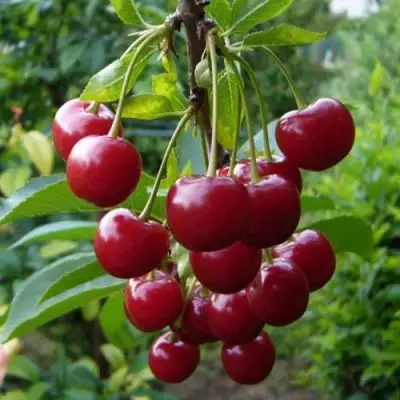 Вишня ВЯНОК в Слуцке