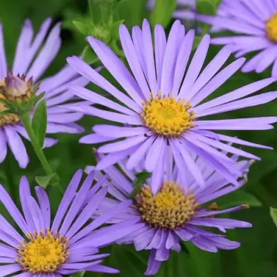 Астра ЛЕДИ ИН БЛЮ в Слуцке