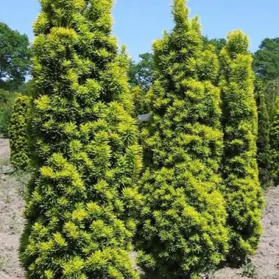 Тис ДАВИД ягодный в Слуцке