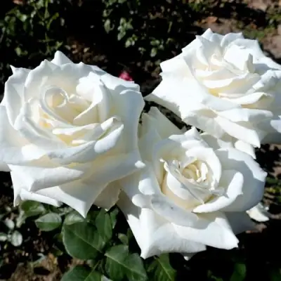 Роза БОИНГ чайно-гибридная в Слуцке