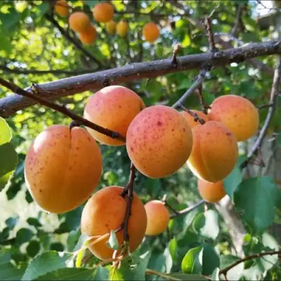 Абрикос ЖЕРДЕЛА в Слуцке