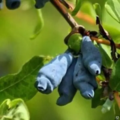 Жимолость съедобная ПУШКИНСКАЯ в Слуцке