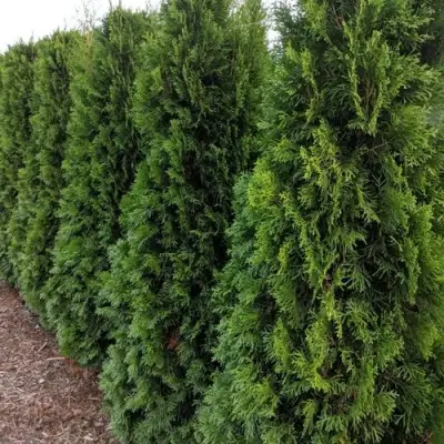 Туя ПИРАМИДАЛИС КОМПАКТА западная в Слуцке