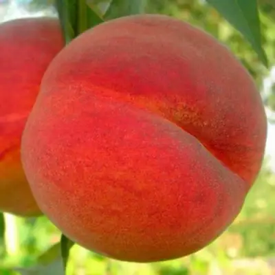 Персик МАЙСКИЙ ЦВЕТОК в Слуцке
