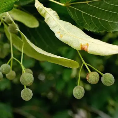 Липа сердцевидная в Слуцке