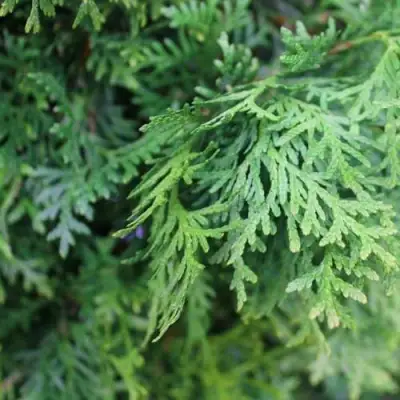 Туя ПИРАМИДАЛИС КОМПАКТА западная в Слуцке