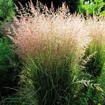 Молиния ФОНТЕЙН тростниковая в Слуцке