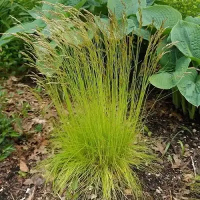 Щучка ТАТРА ГОЛД извилистая в Слуцке