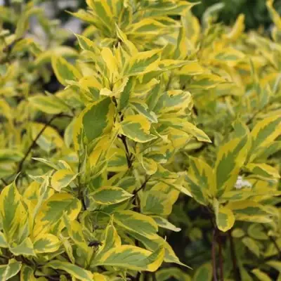 Дерен ШПЕТА белый в Слуцке