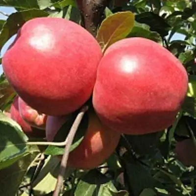 Яблоня ЗАСЛАВСКОЕ в Слуцке