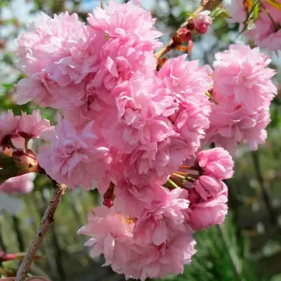 Сакура КИКУ ШИДАРЕ в Слуцке