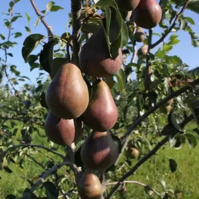 Груша БРЯНСКАЯ КРАСАВИЦА в Слуцке