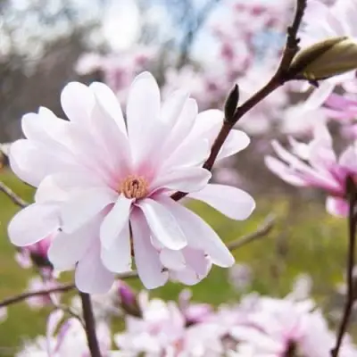 Магнолия РОЗЕЯ в Слуцке