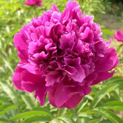 Пион КИТАЙСКИЙ ШЕЛК травянистый в Слуцке