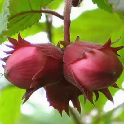 Фундук АЙВЕНГО в Слуцке