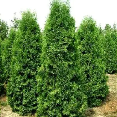 Туя ПИРАМИДАЛИС КОМПАКТА западная в Слуцке