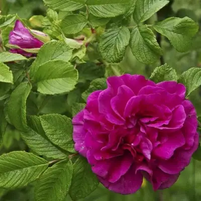 Шиповник ХАНСА в Слуцке