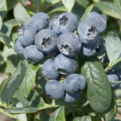 Голубика БРИГИТТА в Слуцке