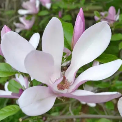 Магнолия ДЖОРДЖ ГЕНРИ КЕРН в Слуцке