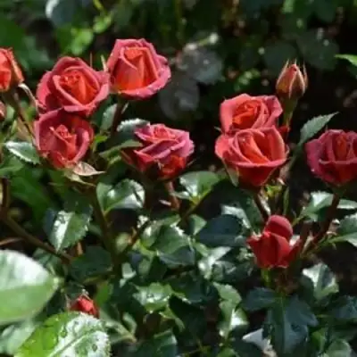 Роза ЧОКОЧИНО спрей в Слуцке