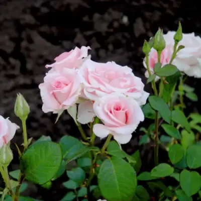 Роза ФЛАМИНГО чайно-гибридная в Слуцке