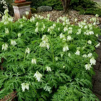 Дицентра красивая АВРОРА в Слуцке