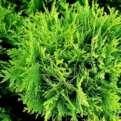 Туя ДАНИКА западная в Слуцке