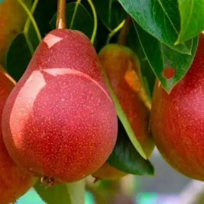 Груша ГЕРА в Слуцке