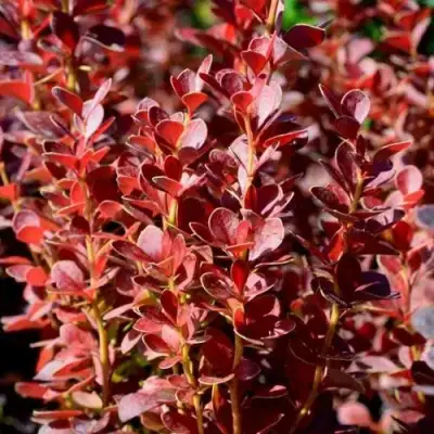 Барбарис ВУЛКАНО тунберга в Слуцке