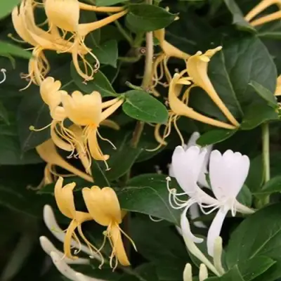 Жимолость ХАЛЛИАНА японская (Хелиана) в Слуцке