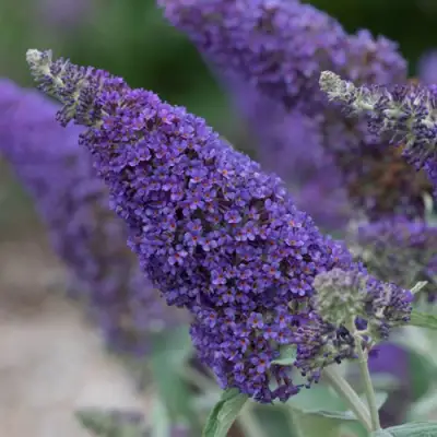 Буддлея НАНО ПЕРПЛ  в Слуцке