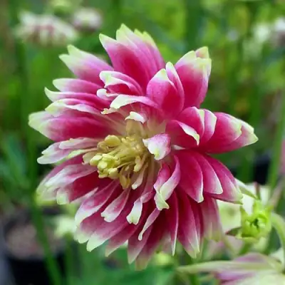 Аквилегия БАРЛОУ НОРА гибрид МакКаны в Слуцке