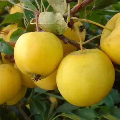 Яблоня УРАЛЬСКОЕ НАЛИВНОЕ в Слуцке