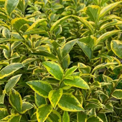 Бирючина АУРЕУМ овальнолистная в Слуцке