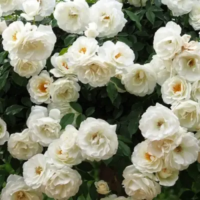 Роза АЙСБЕРГ флорибунда в Слуцке