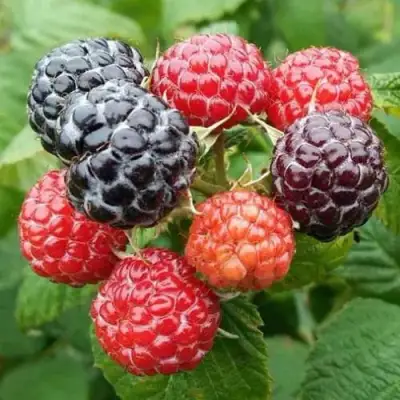 Малина БРИСТОЛЬ в Слуцке