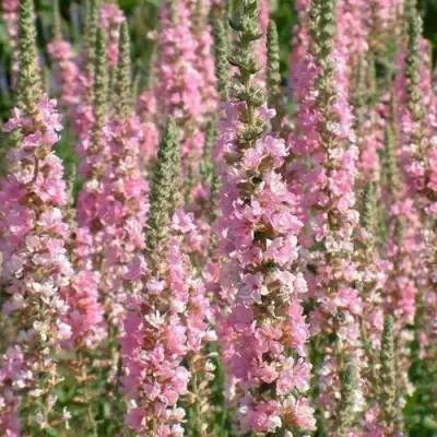 Дербенник БЛАШ иволистный в Слуцке