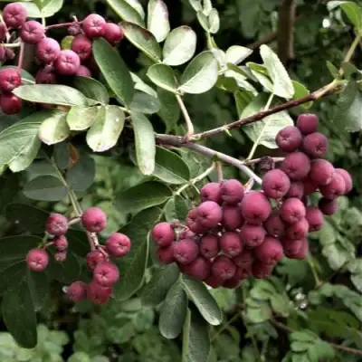 Рябина ДЕСЕРТНАЯ МИЧУРИНА сладкоплодная в Слуцке