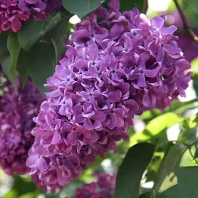 Сирень КАПИТАН ГАСТЕЛЛО в Слуцке