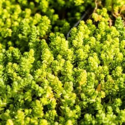 Очиток (седум) ЙЕЛЛОУ КВИН едкий в Слуцке