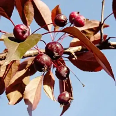 Яблоня РОЯЛТИ декоративная в Слуцке