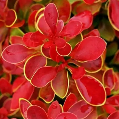 Барбарис КОРАЛ тунберга в Слуцке