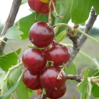 Смородина золотистая КЛЮКВЕННАЯ в Слуцке