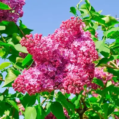 Сирень КРАСНАЯ МОСКВА в Слуцке