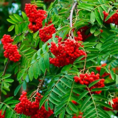 Рябина ПЛАКУЧАЯ сладкоплодная в Слуцке