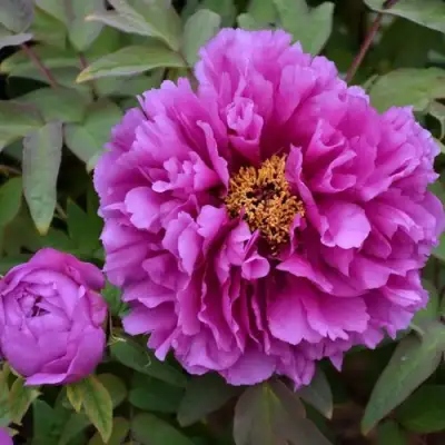 Пион ЛИЛОВАЯ ФАНТАЗИЯ древовидный в Слуцке