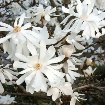 Магнолия РОЯЛ СТАР в Слуцке